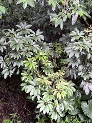 Heptapleurum heptaphyllum