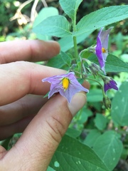 Solanum stoloniferum