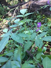 Solanum stoloniferum