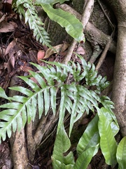 Pteris semipinnata