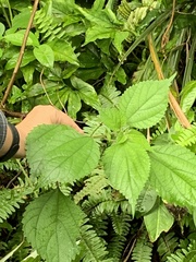 Boehmeria nivea