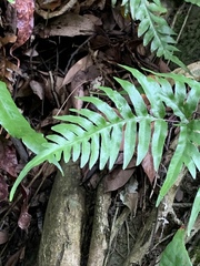 Pteris semipinnata