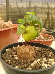 Dioscorea elephantipes