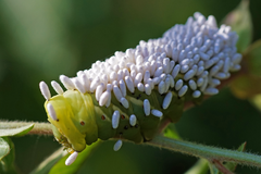 Hornworm Parasitoid Wasp Complex