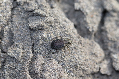 Opisthius richardsoni