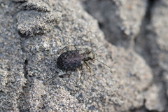 Opisthius richardsoni