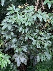 Heptapleurum heptaphyllum