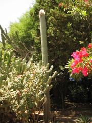 Cephalocereus senilis