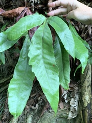 Tectaria harlandii