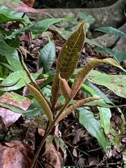 Tectaria harlandii