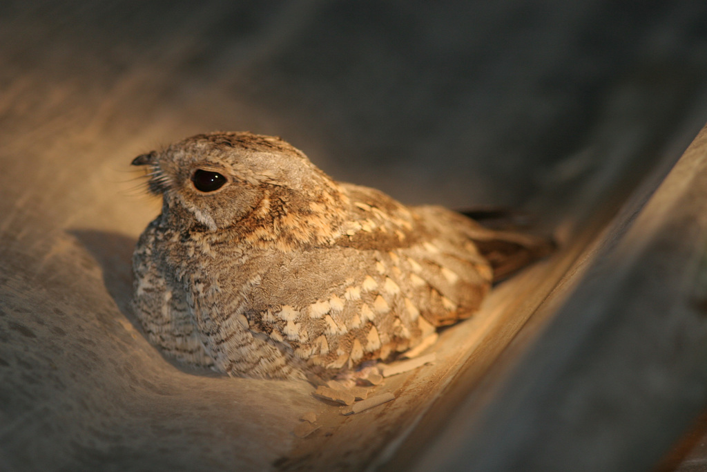 Nubian Nightjar photo