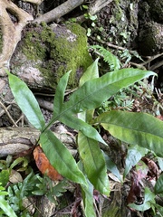Tectaria harlandii