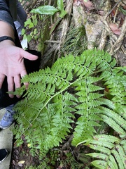 Microlepia nepalensis