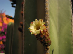 Lophocereus marginatus