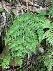 Microlepia nepalensis