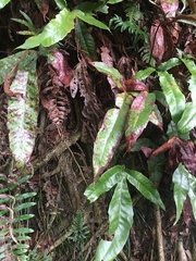 Tectaria harlandii