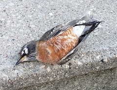Turdus migratorius