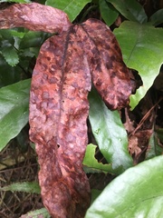 Tectaria harlandii