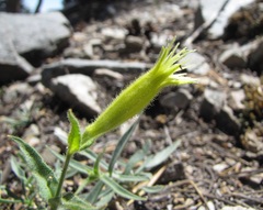 Silene parishii