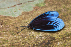 Pompelon marginata