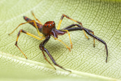 Viciria pavesii