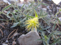 Silene parishii