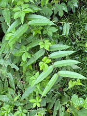 Zanthoxylum ailanthoides ailanthoides
