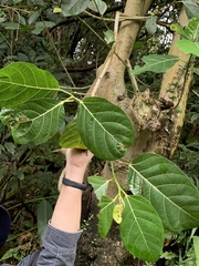 Ficus septica