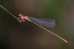 Teinobasis ruficollis