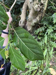 Ficus septica