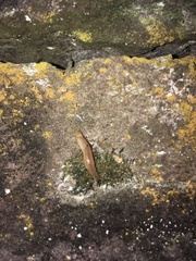 Testacella haliotidea