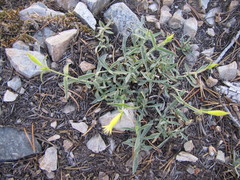 Silene parishii