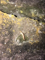 Testacella haliotidea