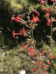 Ipomopsis aggregata aggregata