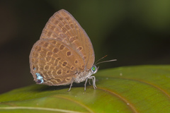 Arhopala major