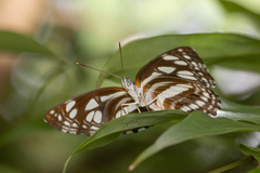 Phaedyma columella singa