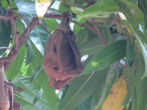 Gambian Epauletted Fruit Bat