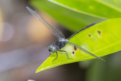 Pornothemis starrei