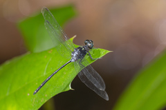 Pornothemis starrei
