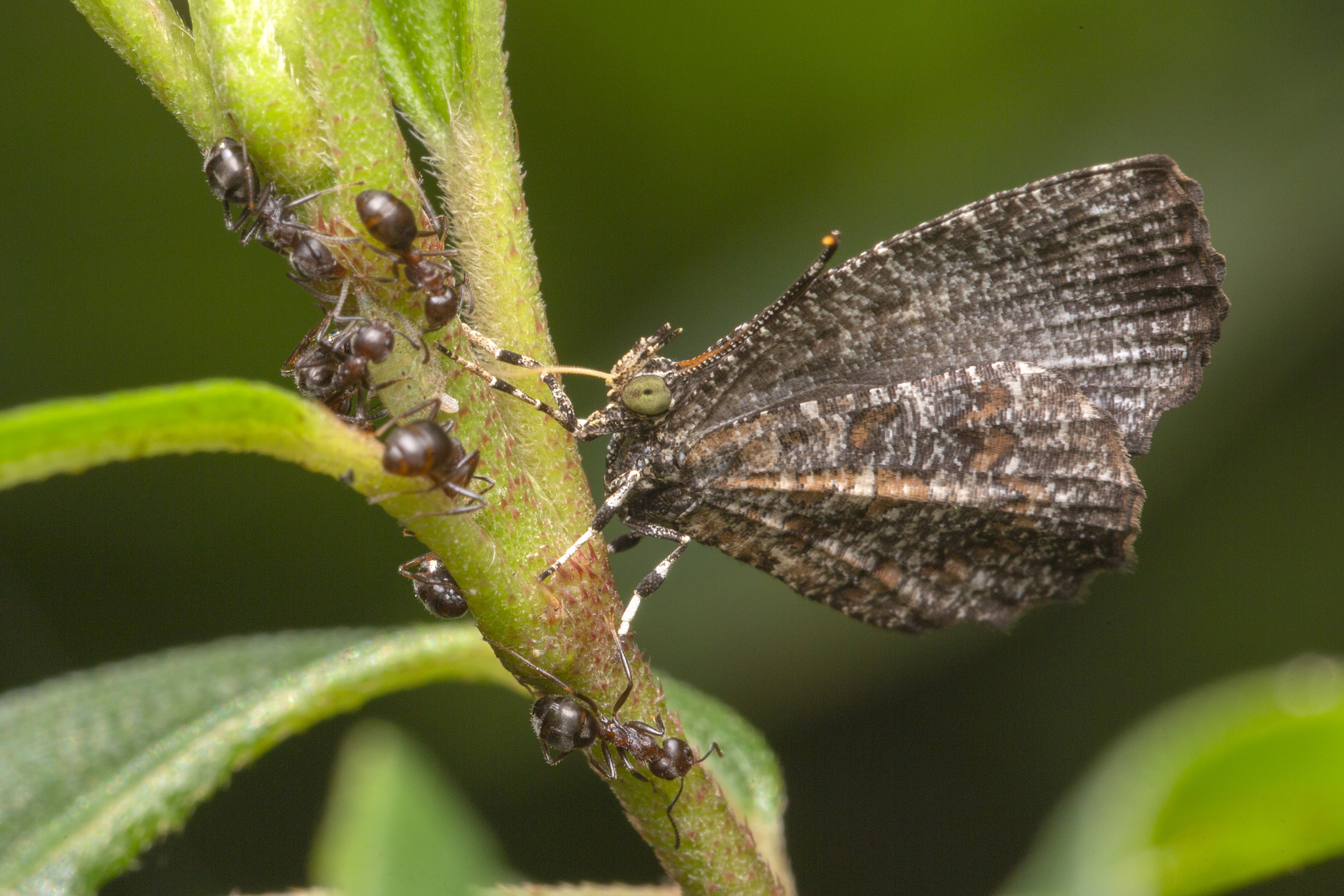 Dolichoderus thoracicus