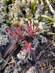 Phemeranthus mengesii