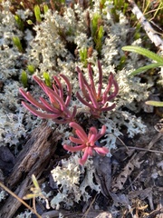 Phemeranthus mengesii