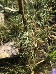 Ipomopsis aggregata aggregata