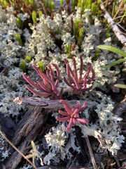 Phemeranthus mengesii