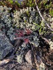 Phemeranthus mengesii