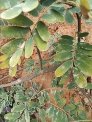Dalbergia hupeana