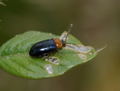 Disonycha politula