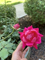 Rosa