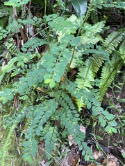 Phyllanthus tenellus