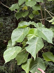 Macaranga tanarius